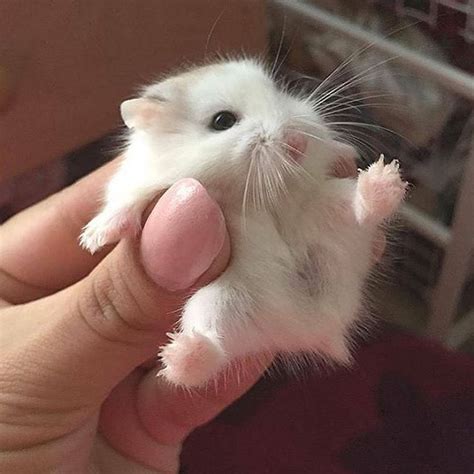 Minik hamster
